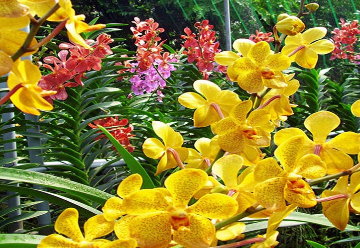 Nguồn gốc tên gọi lan mokara